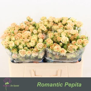 R TR ROMANTIC PEPITA