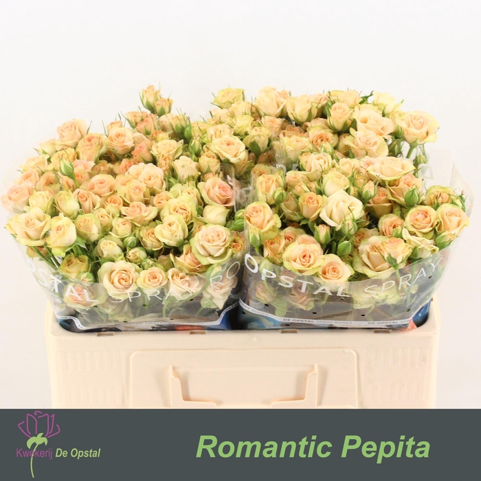 <h4>R TR ROMANTIC PEPITA</h4>