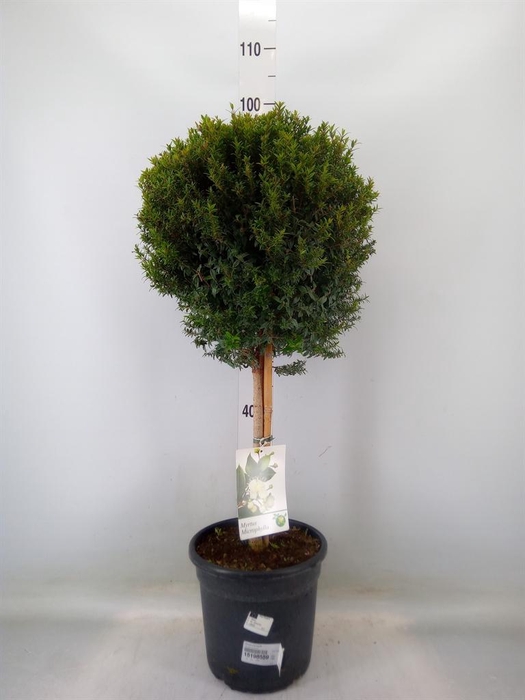 <h4>Myrtus communis</h4>