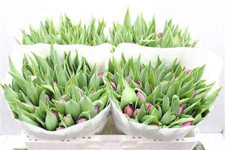 <h4>Tu En Sugar Prince</h4>