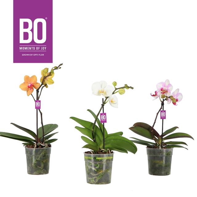 PHAL OPTI BO DIVA P12 MIX 1 SPIKE