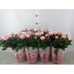 Rosa  'Amorosa Infinity Soft Pink'