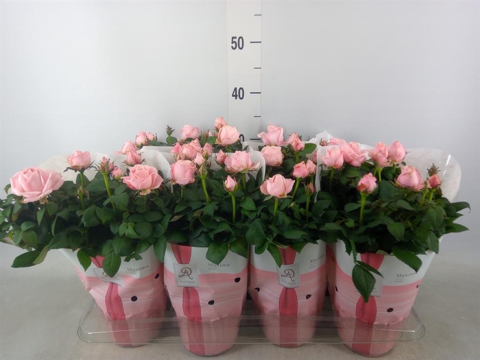<h4>Rosa  'Amorosa Infinity Soft Pink'</h4>
