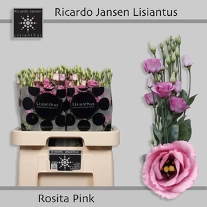 Eus G Rosi Rose Pink
