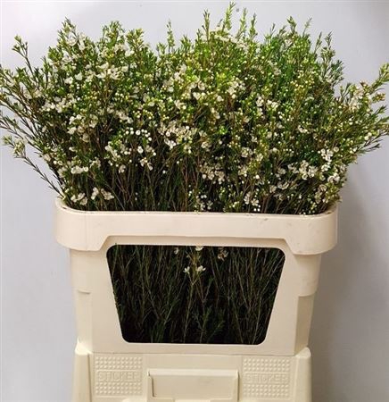 <h4>CHAME UN LUNA</h4>