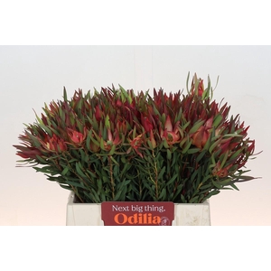 Leucadendron Fireglow