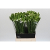 Ornithogalum Thyrsoides