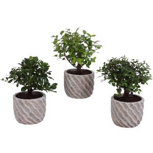 Bonsai Indoor Mix Ø 9cm Ball Shape in Ø11cm Ceramic NT668