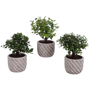 Bonsai Indoor Mix Ø 9cm Ball Shape in Ø11cm Ceramic NT668