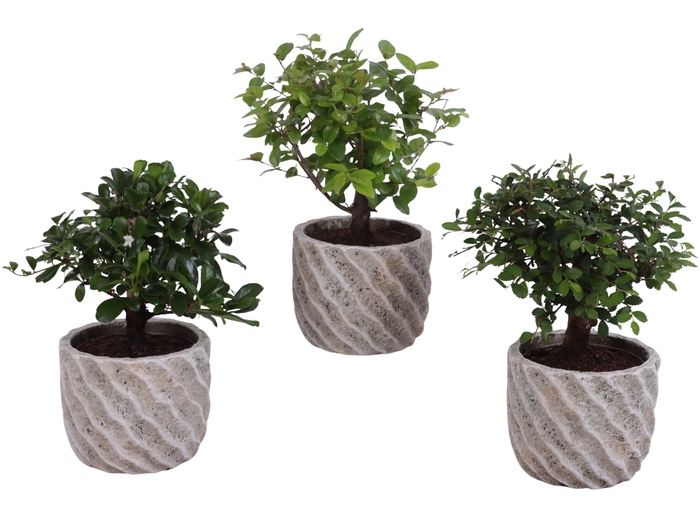 <h4>Bonsai Indoor Mix Ø 9cm Ball Shape in Ø11cm Ceramic NT668</h4>
