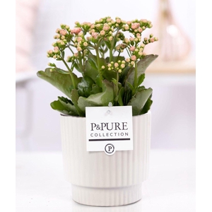 Kalanchoe pink in P&PURE Ivy ceramics shiny white