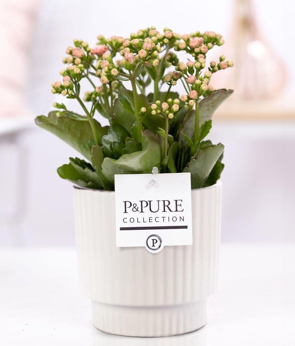 <h4>Kalanchoe pink in P&PURE Ivy ceramics shiny white</h4>
