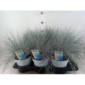 Festuca glauca 'Intens Blue'