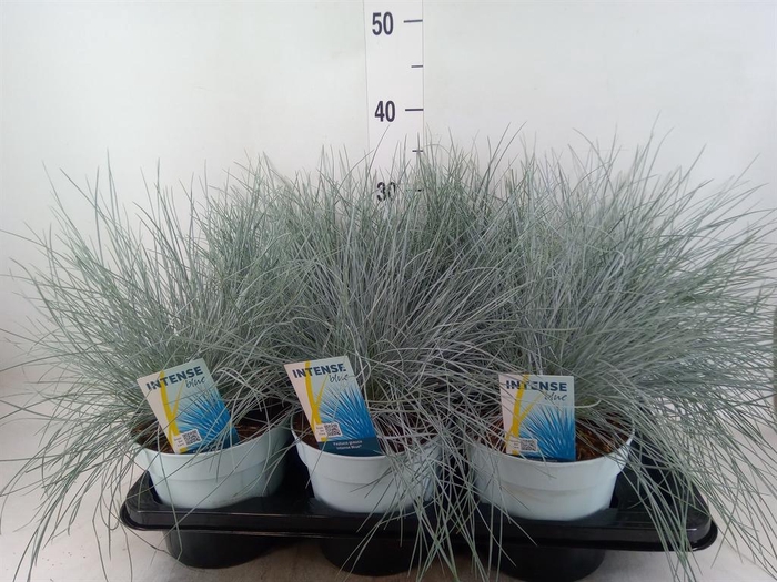 <h4>Festuca glauca 'Intens Blue'</h4>