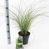 Miscanthus sinensis Gracillimus