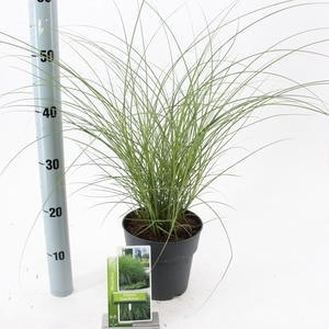 Miscanthus sinensis Gracillimus