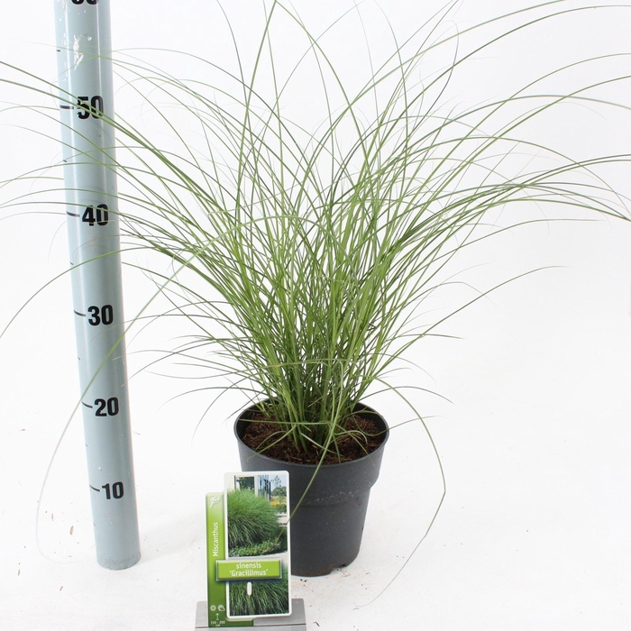 <h4>Miscanthus sinensis Gracillimus</h4>