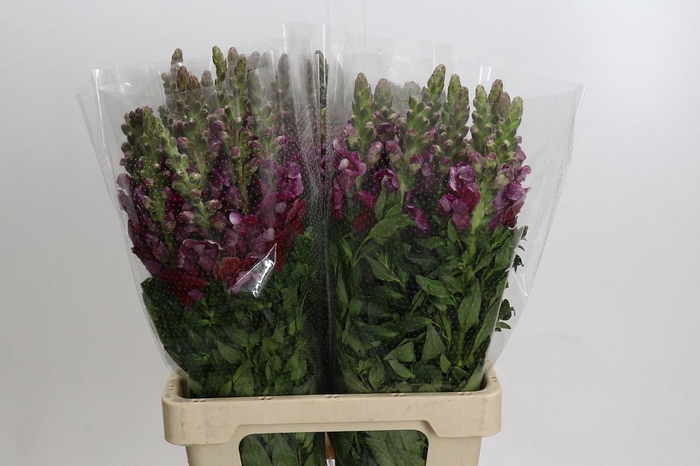 <h4>ANTIR POTO RED</h4>