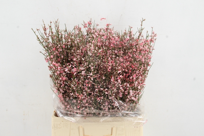 <h4>GINSTER PINK 400GR</h4>