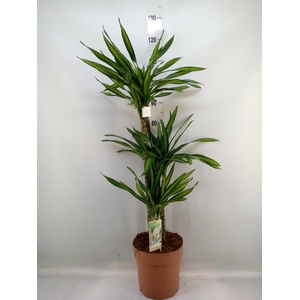 Dracaena frag. 'Riki'