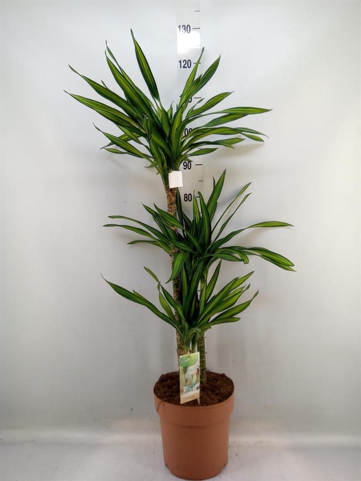 <h4>Dracaena frag. 'Riki'</h4>