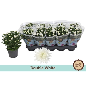 Chrysant Double White