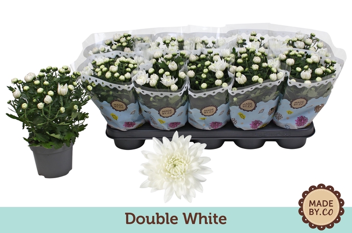 <h4>Chrysant Double White</h4>