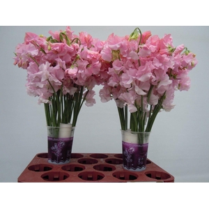 Lathyrus Pastel Pink