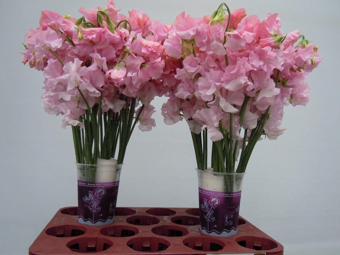 <h4>Lathyrus Pastel Pink</h4>