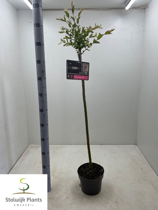 <h4>SALIX IN HAKURO NISH</h4>
