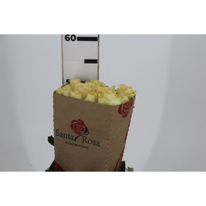 ROSA PEACH AVALANCHE 050 CM ESTUFA