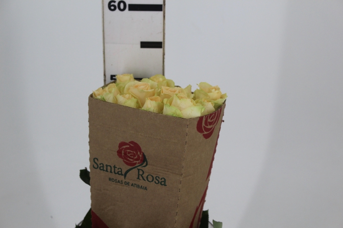 <h4>ROSA PEACH AVALANCHE 050 CM ESTUFA</h4>