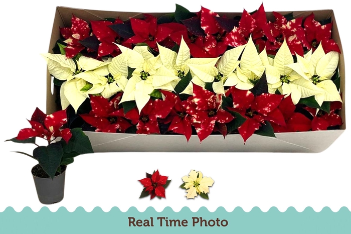 <h4>EUPHOR P GEM</h4>