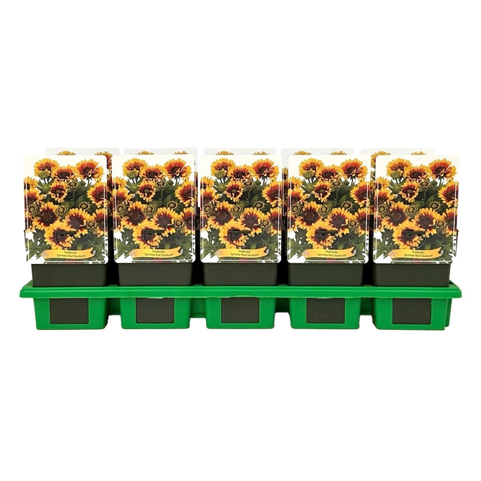 <h4>Gaillardia</h4>