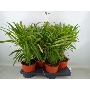 Pachypodium lamerei