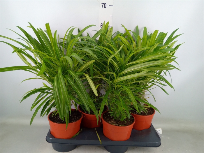 <h4>Pachypodium lamerei</h4>