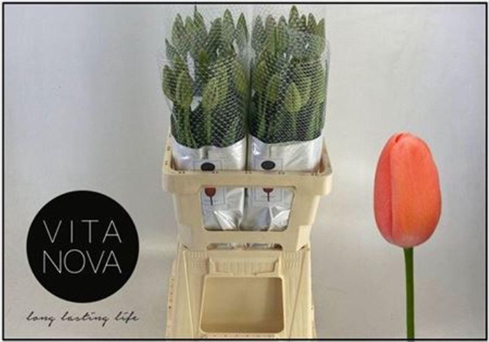 <h4>Tu En Renown</h4>