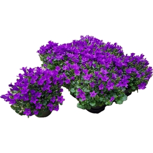 CAMP POR BLU GET MEE