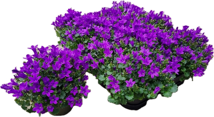 <h4>CAMP POR BLU GET MEE</h4>