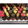 Gymnocalycium mix geënt 5,5 cm met picker