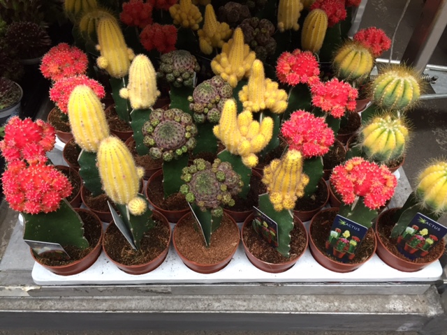 Gymnocalycium mix geënt 5,5 cm met picker