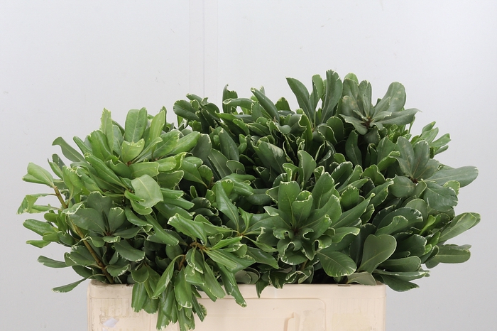 <h4>Pittosporum Ilan</h4>