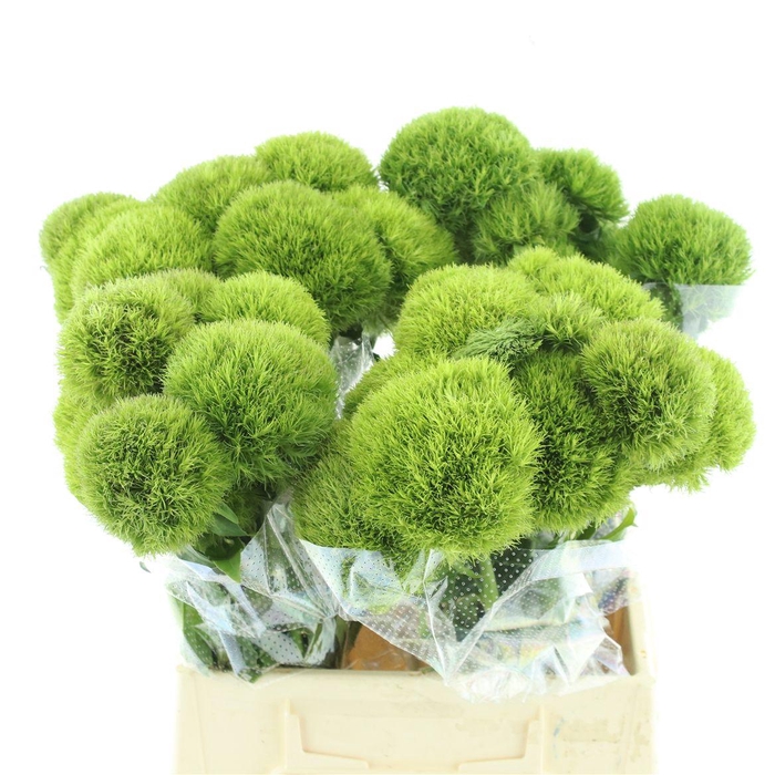 <h4>Di Barb Kiwi Mellow Extra</h4>