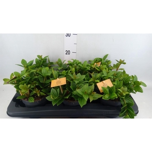 Peperomia
