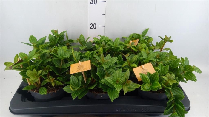 Peperomia