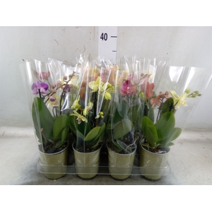 Phalaenopsis   ...mix