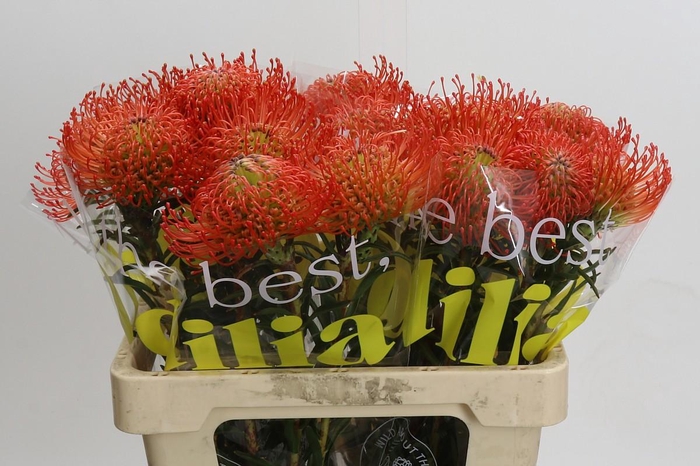 <h4>Nutans Succession</h4>