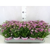 Dianthus  'Pink Kisses'