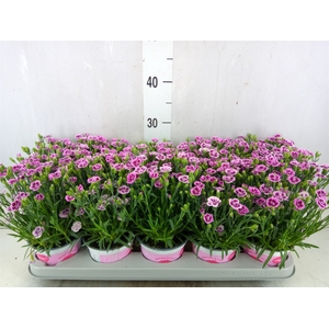 Dianthus  'Pink Kisses'
