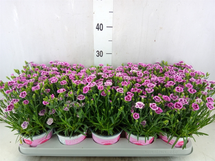<h4>Dianthus  'Pink Kisses'</h4>